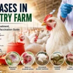 Diseases-in-Poultry-Farm