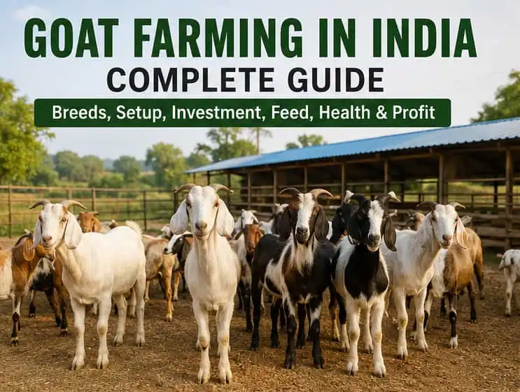 How to Start Goat Farming in India|Complete Guide