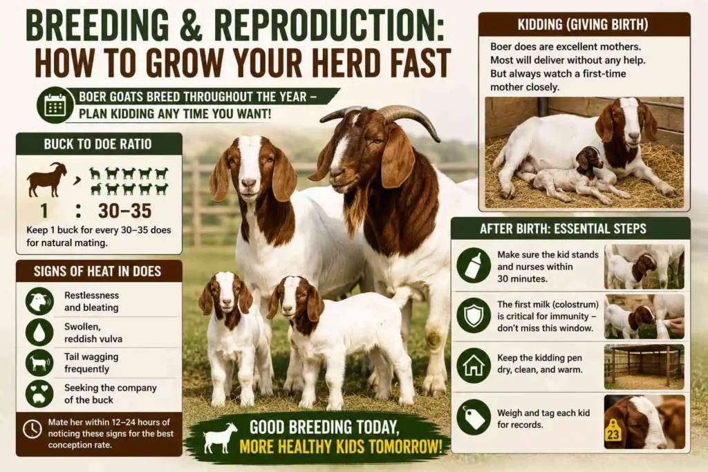 Breeding and Reproduction: How to Grow Your Herd Fast