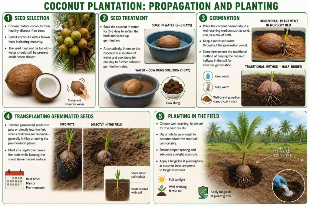 Coconut Plantation: Propagation and Planting