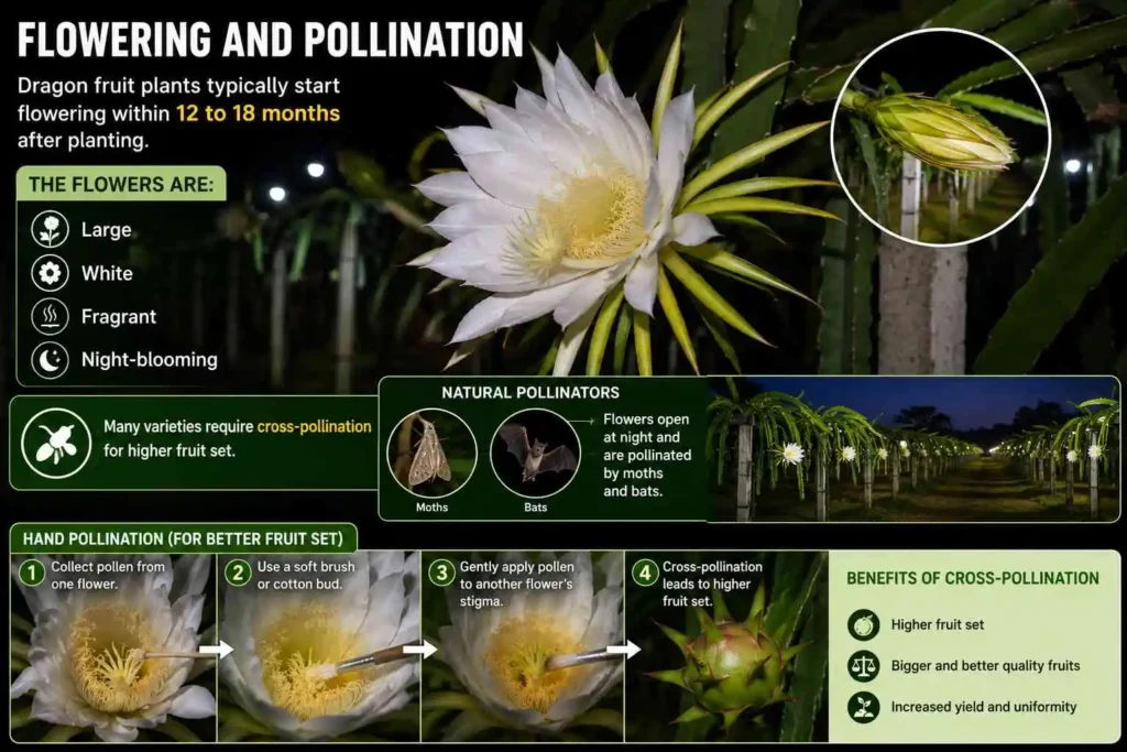 Flowering and Pollination