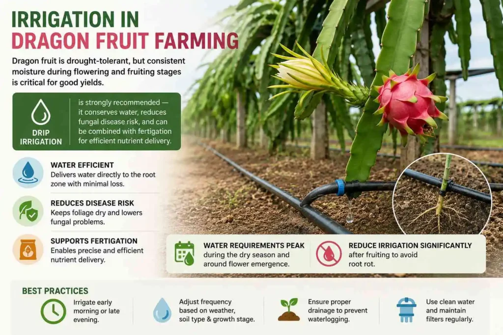 Irrigation in Dragon Fruit Farming