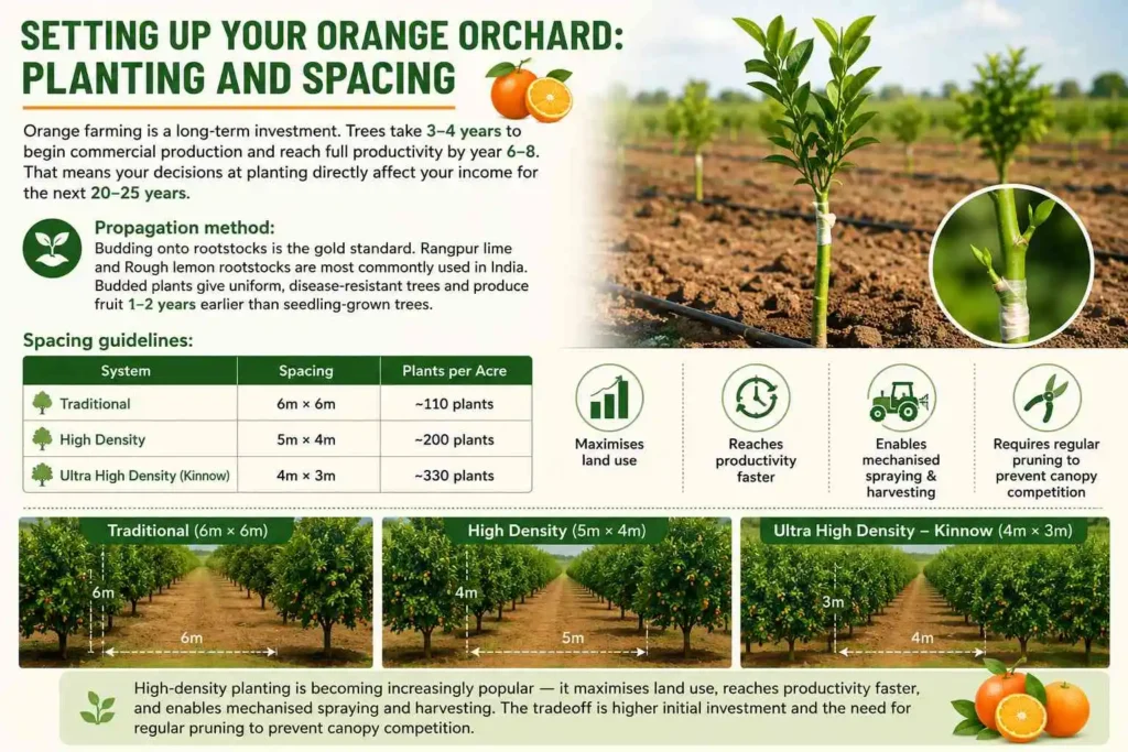 Planting and Spacing in orange plant