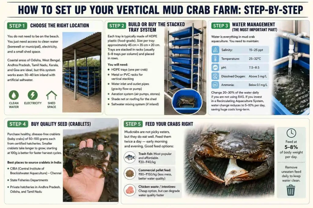 How to Set Up Your Vertical Mud Crab Farm: Step-by-Step
