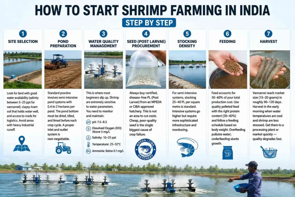 How to Start Shrimp Farming in India: Step by Step