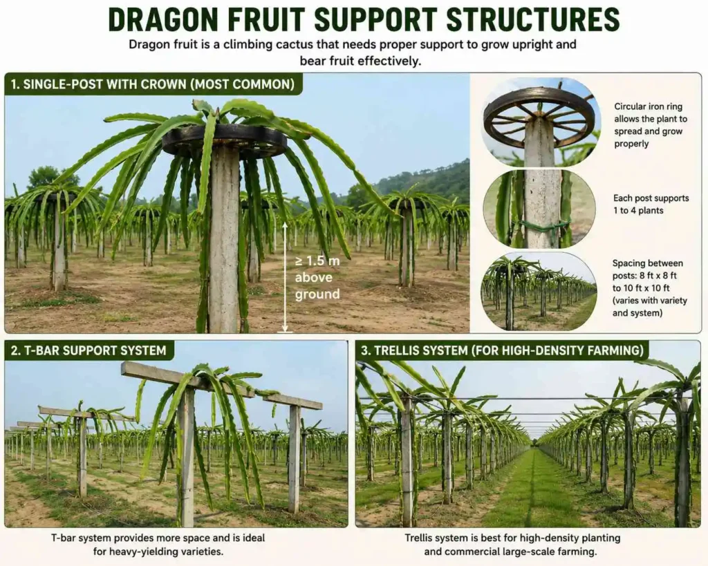 Climbing structure for dragon fruit farming