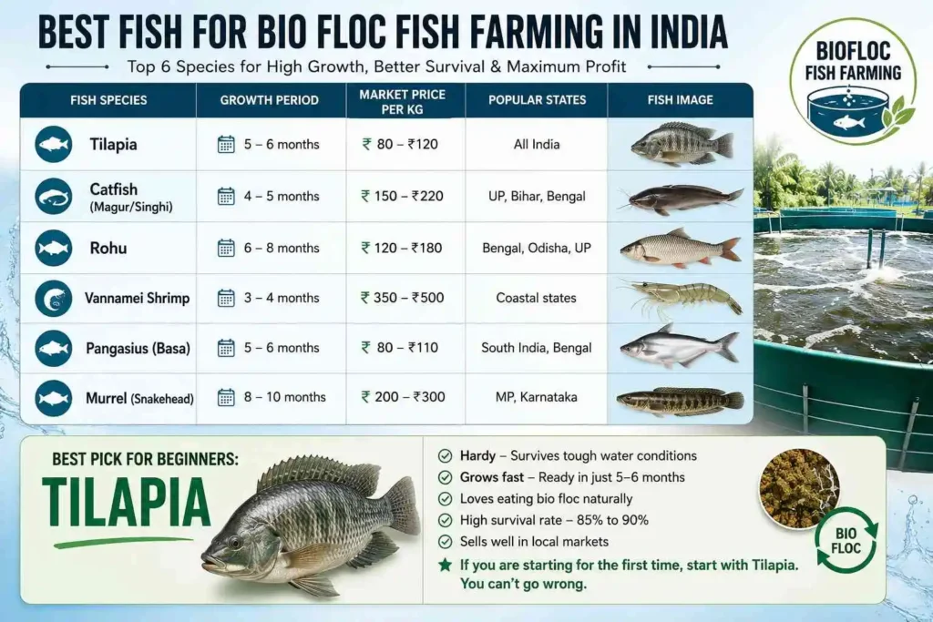 Best Fish for Bio Floc Fish Farming in India (Top 6 Species)
