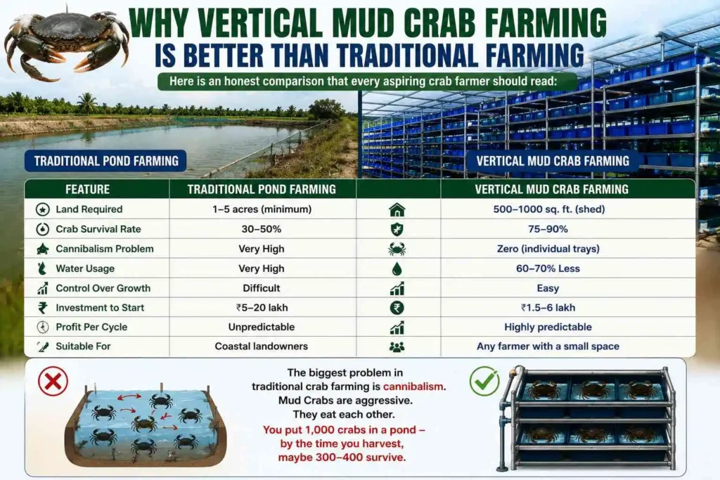 Why Vertical Mud Crab Farming Is Better Than Traditional Farming