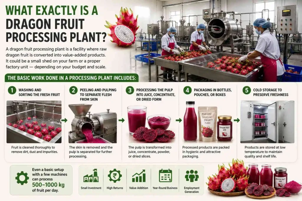What Exactly Is a Dragon Fruit Processing Plant?