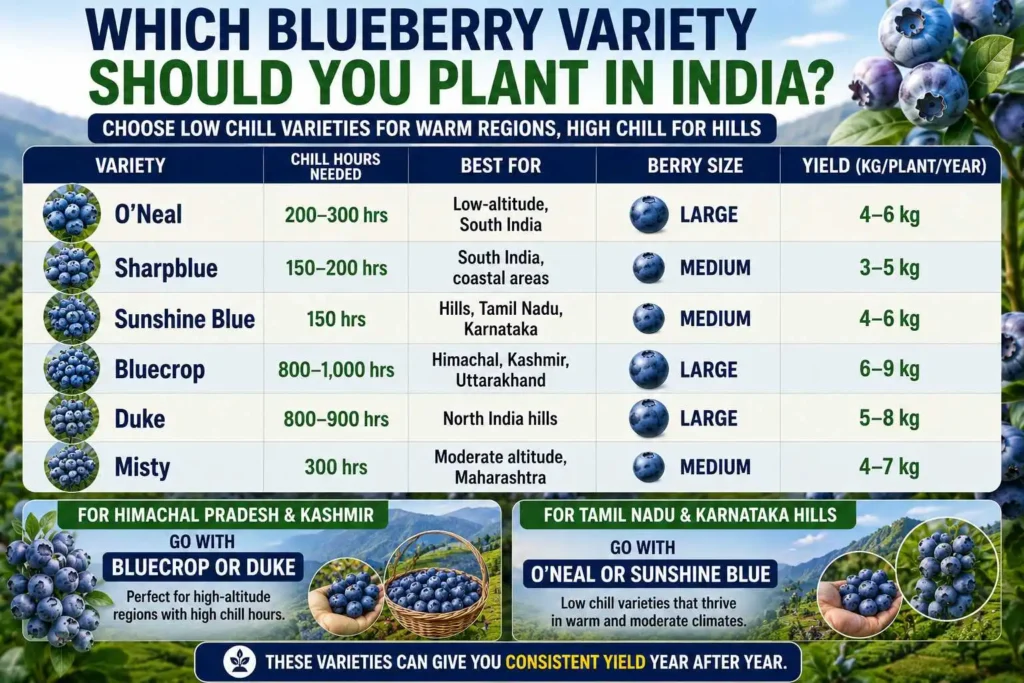 Which Blueberry Variety Should You Plant in India?