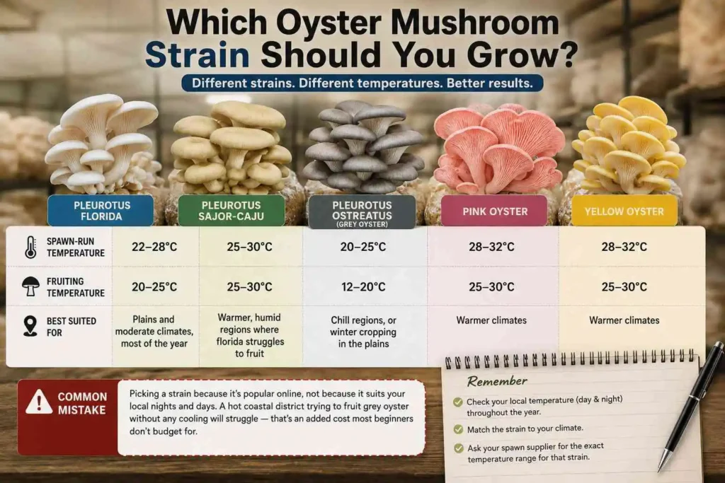 Which Oyster Mushroom Strain Should You Grow?