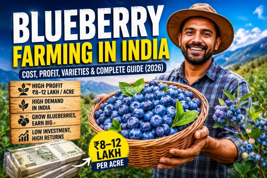 Blueberry Farming