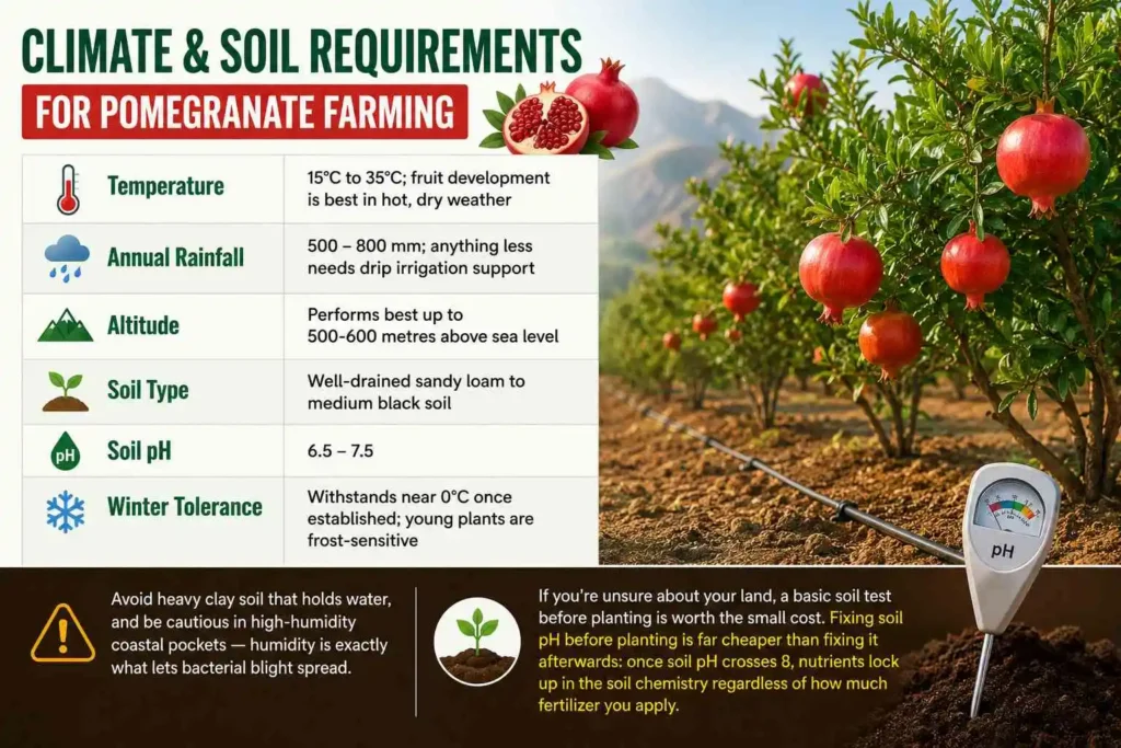 Climate and Soil Requirements for Pomegranate Farming