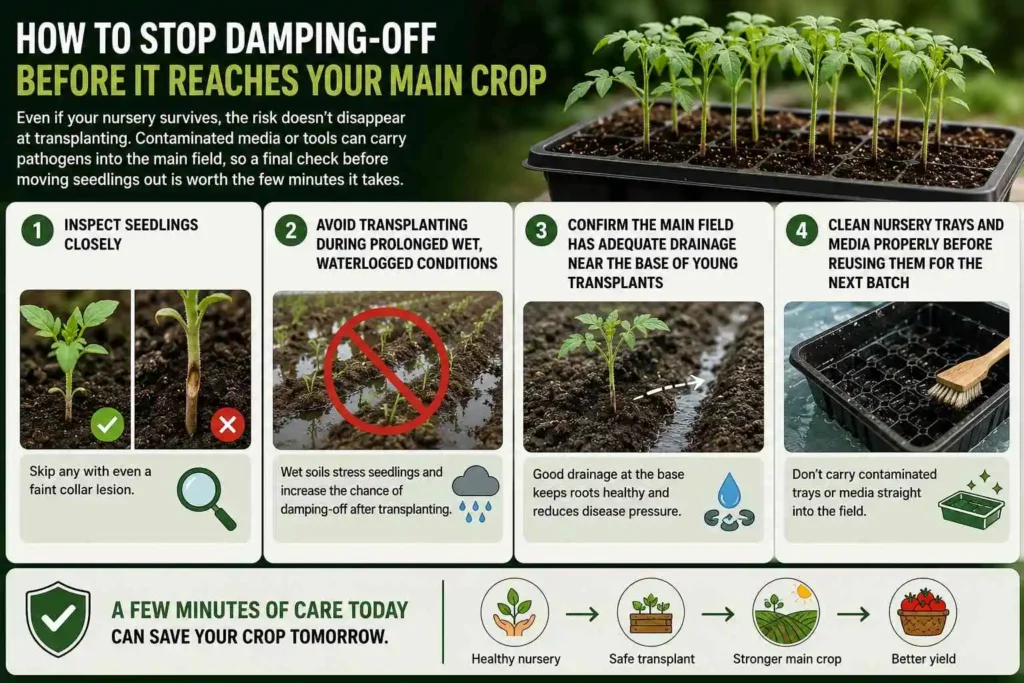 How to Stop Damping-Off Before It Reaches Your Main Crop