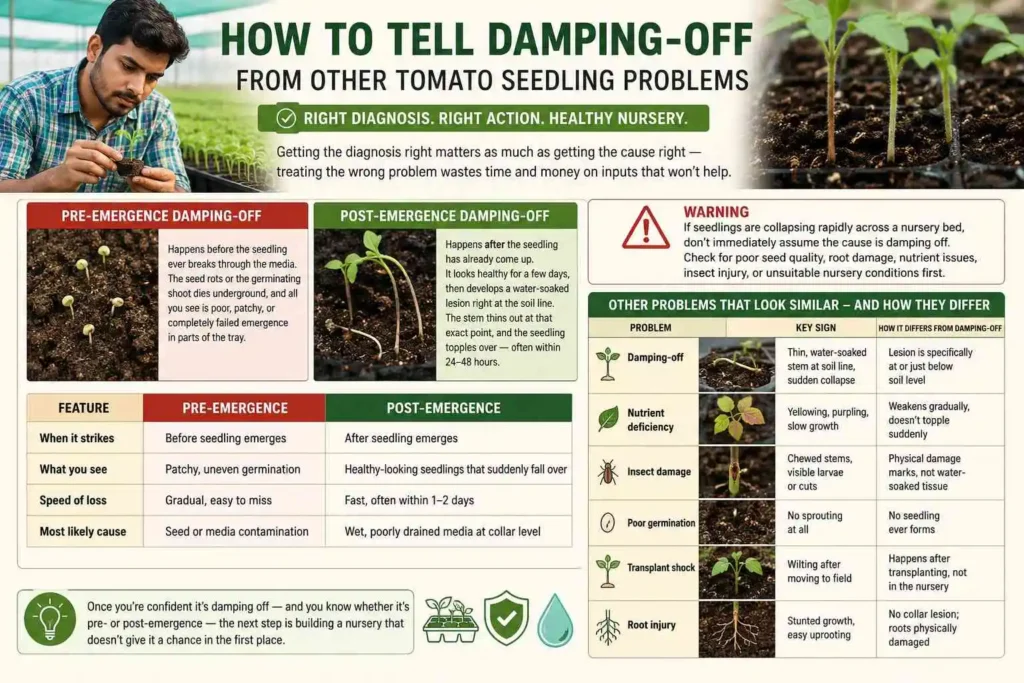 How to Tell Damping-Off From Other Tomato Seedling Problems