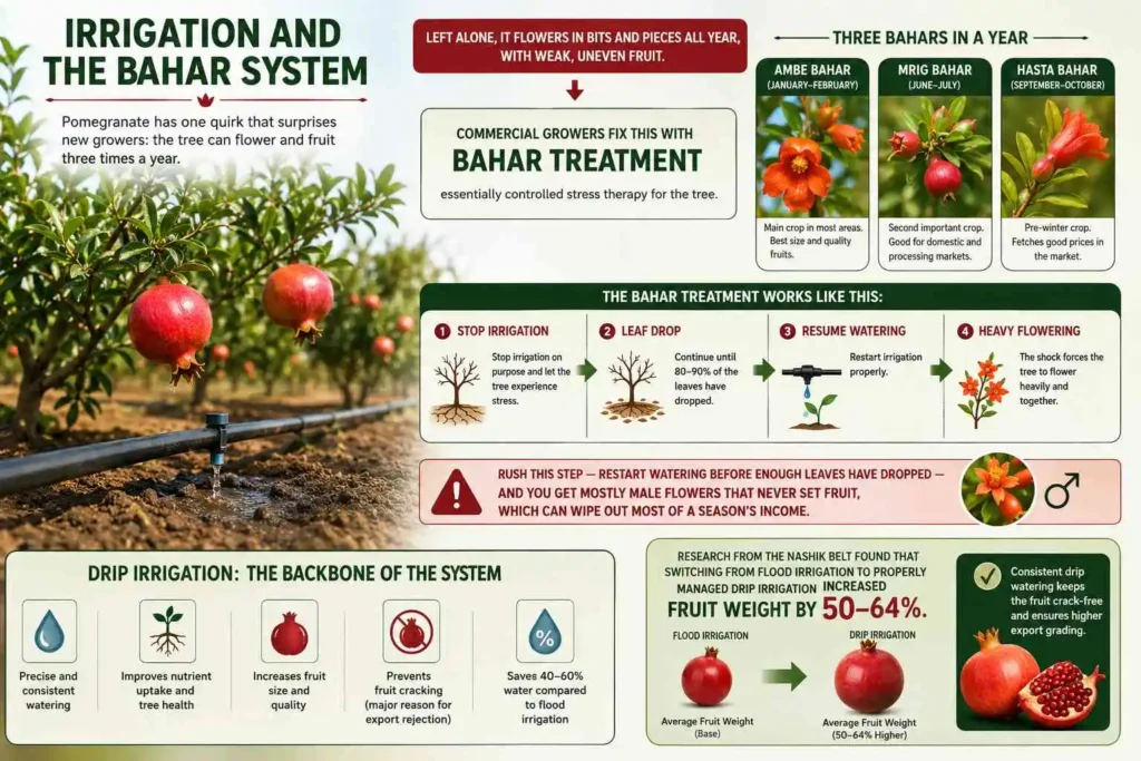 Irrigation and the Bahar System
