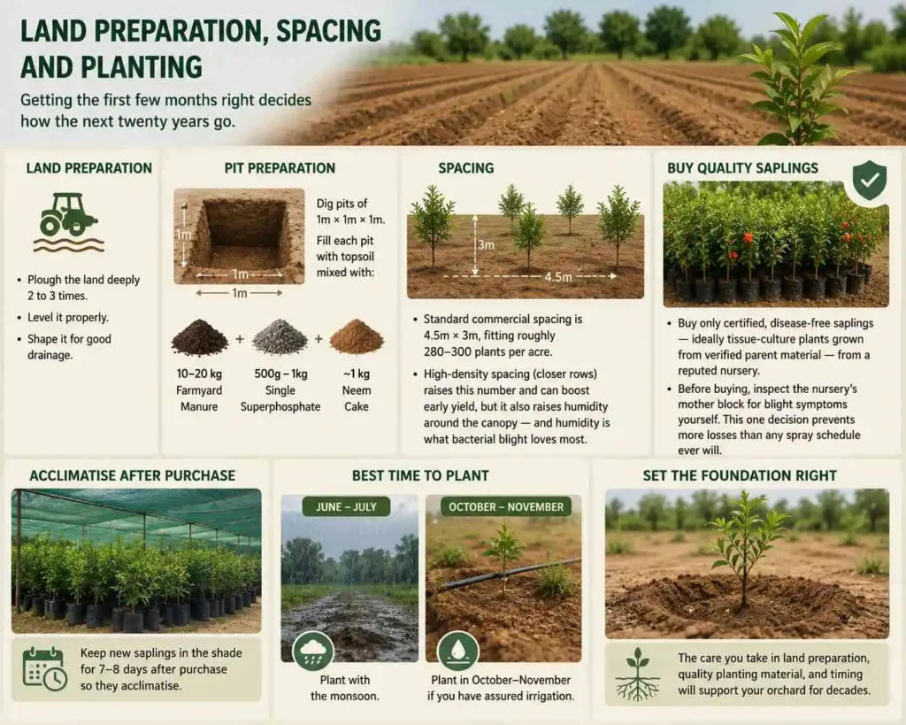 Land Preparation, Spacing and Planting