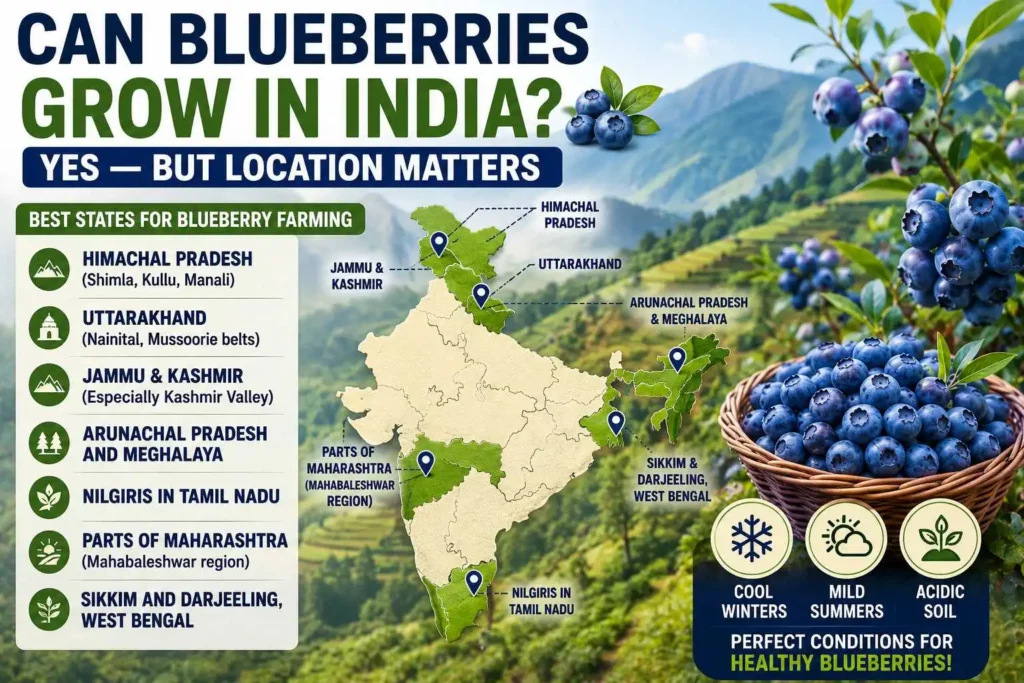 Can Blueberries Grow in India? Yes — But Location Matters