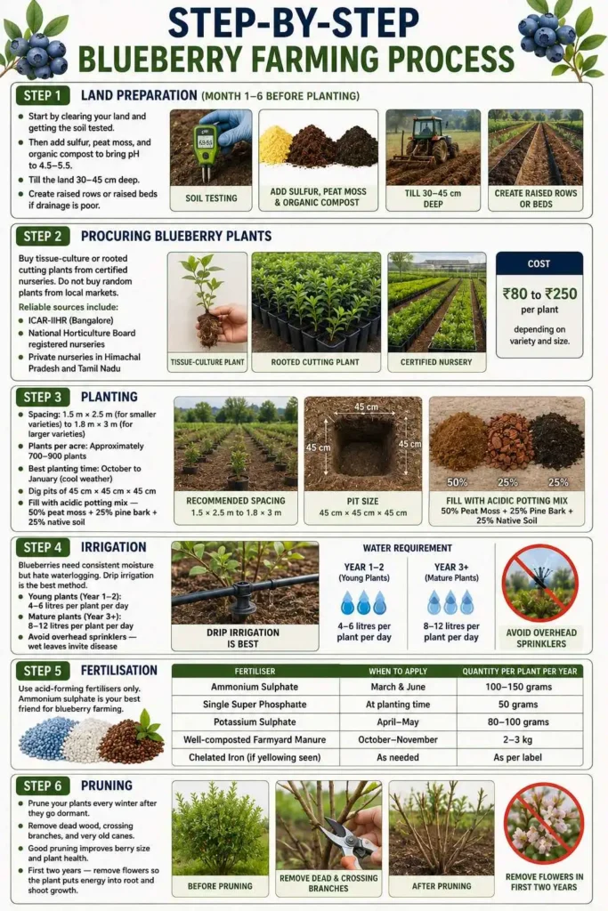 Step-by-Step Blueberry Farming Process