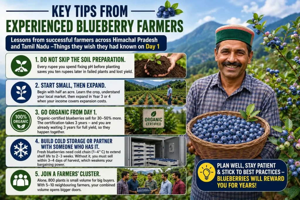 Key Tips From Experienced Blueberry Farmers