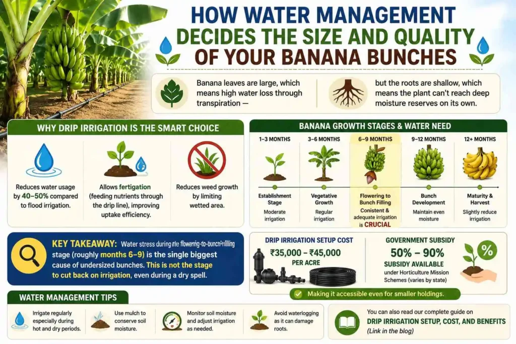 How Water Management Decides the Size and Quality of Your Banana Bunches