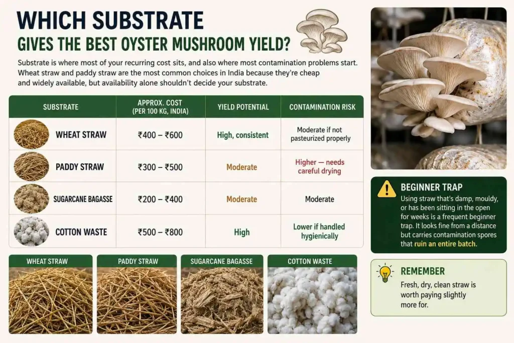 Which Substrate Gives the Best Oyster Mushroom Yield?