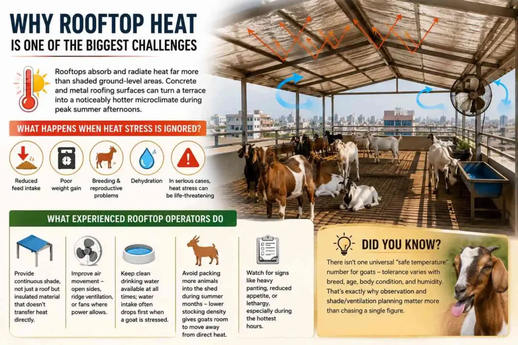 Why Rooftop Heat Is One of the Biggest Challenges