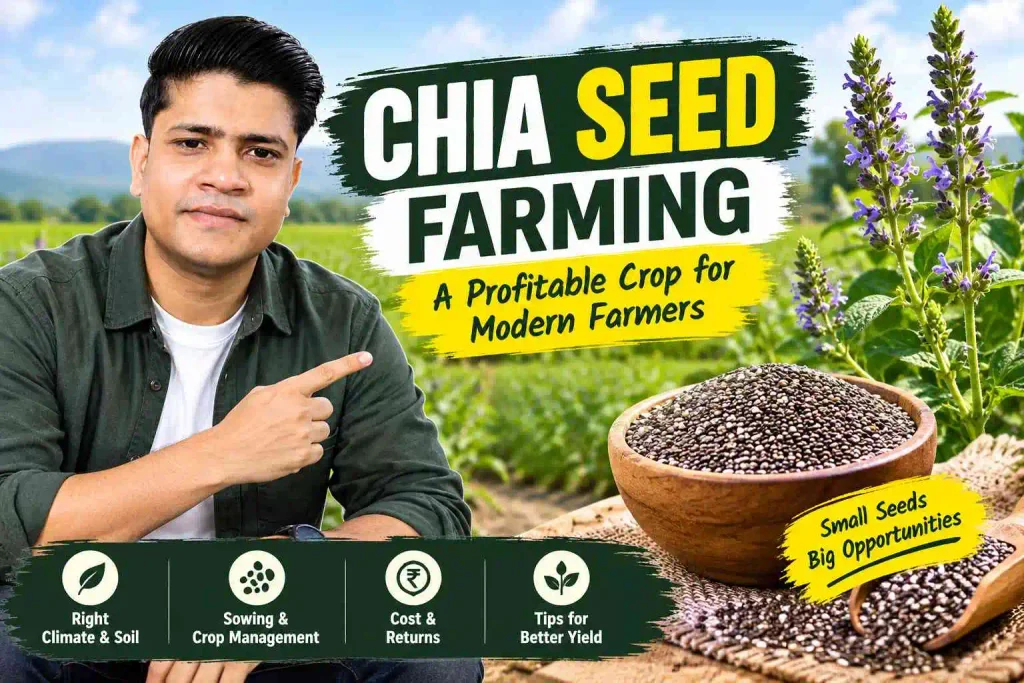 Chia Seed Farming