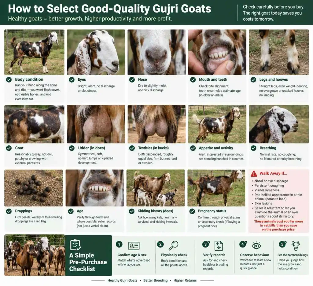 How to Select Good-Quality Gujri Goats