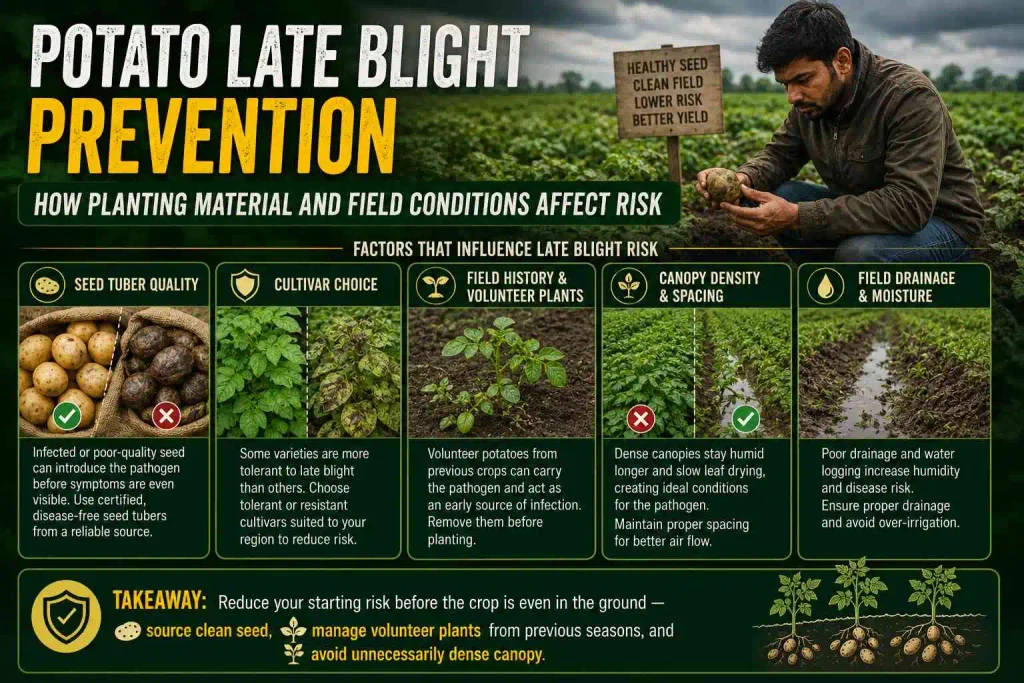 Potato Late Blight Prevention: How Planting Material and Field Conditions Affect Risk