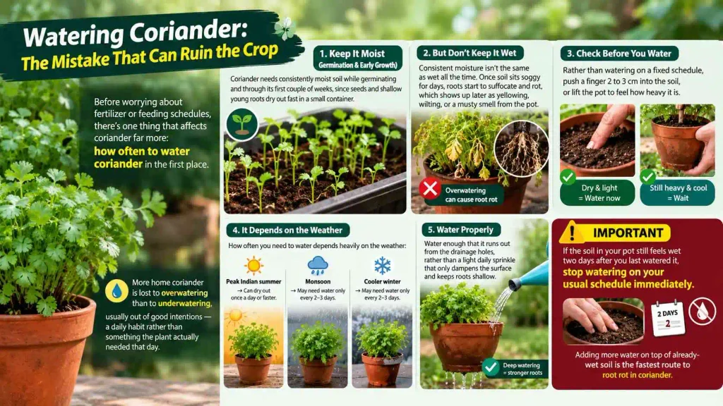 8. Watering Coriander: The Mistake That Can Ruin the Crop
