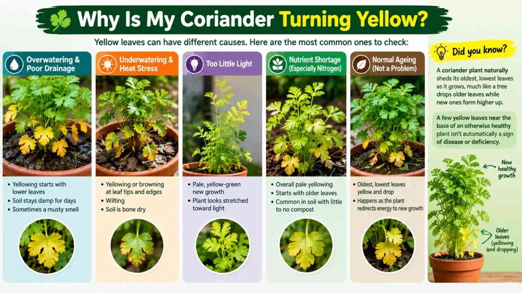 12. Why Is My Coriander Turning Yellow?