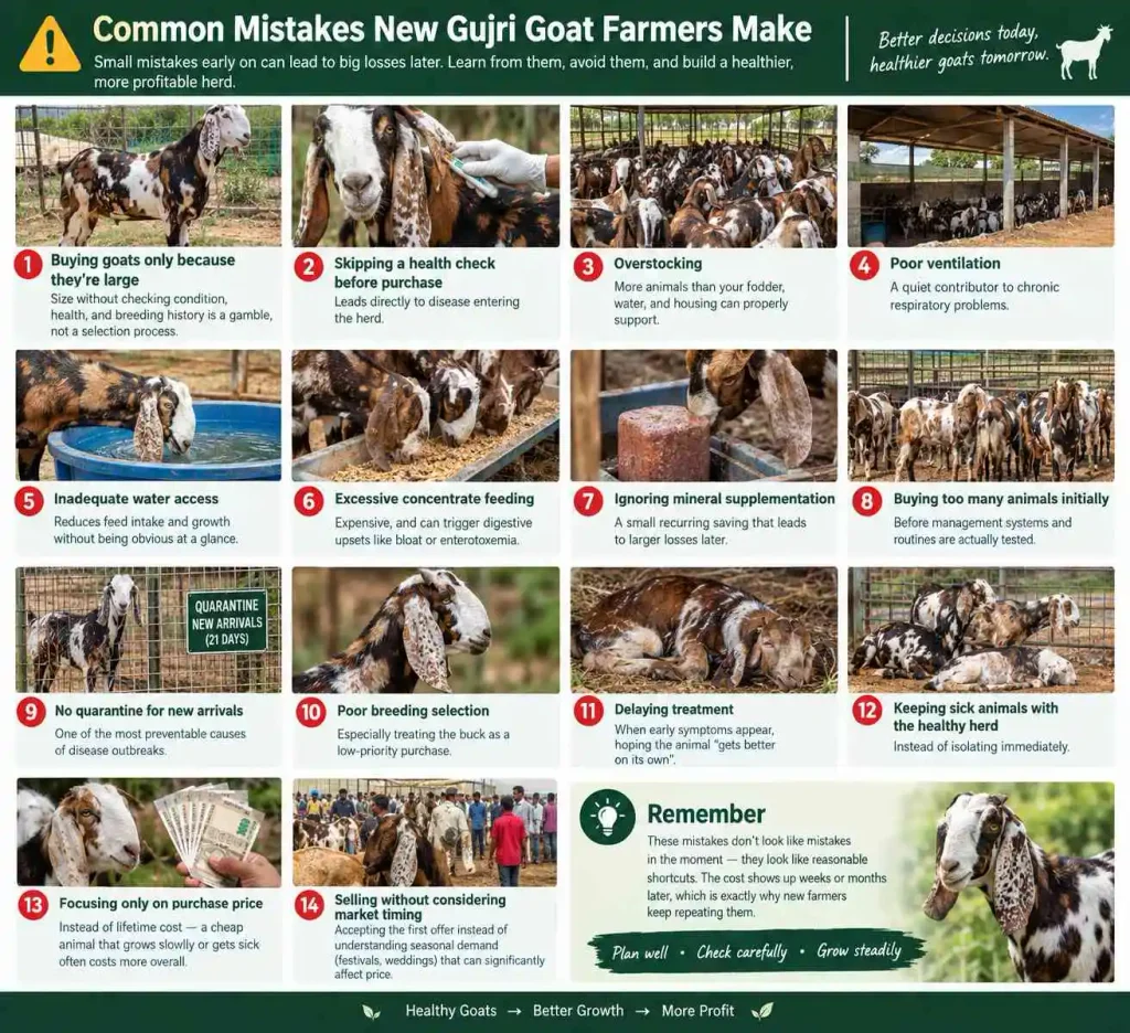 Common Mistakes New Gujri Goat Farmers Make