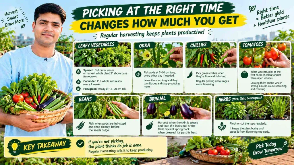 Picking at the Right Time Changes How Much You Get