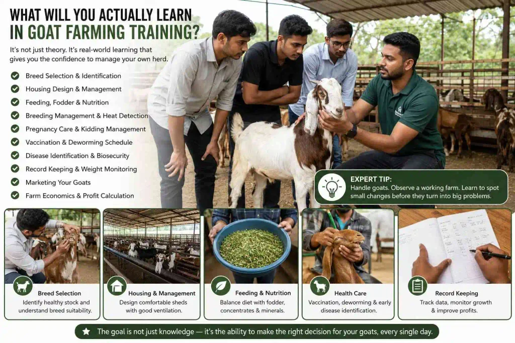 What Will You Actually Learn in Goat Farming Training?